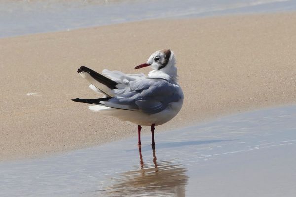 natur, strand, landskab, hav, kyst, vand