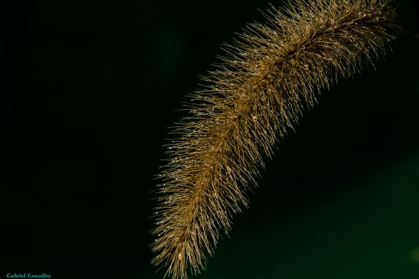 strom, Příroda, tráva, větev, rostlina, fotografování