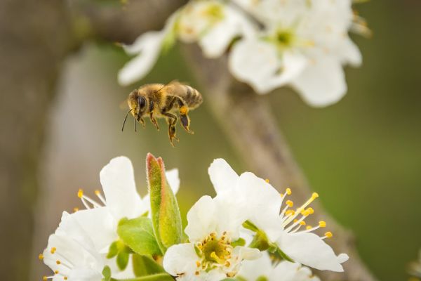 natur, gren, blomma, vinge, växt, fotografi