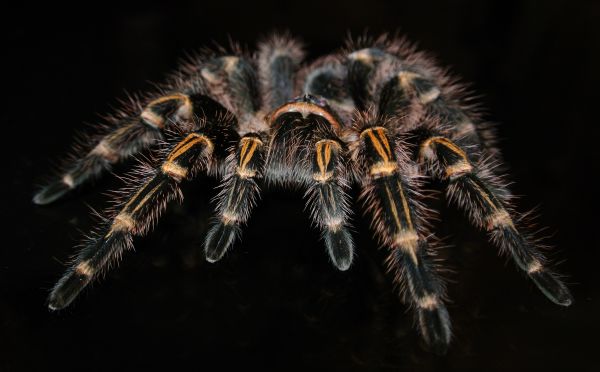 fotografia,fauna,Invertebrado,aranha,aracnídeo,fechar-se