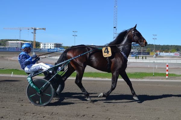 häst,hingst,ryttare,hästar,sporter,lopp