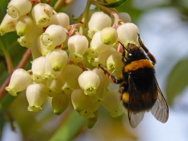 naturaleza,flor,planta,flor,Produce,insecto