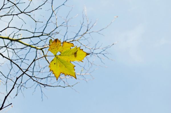 Natur,Himmel,Baum,Ast,blühen,Pflanze