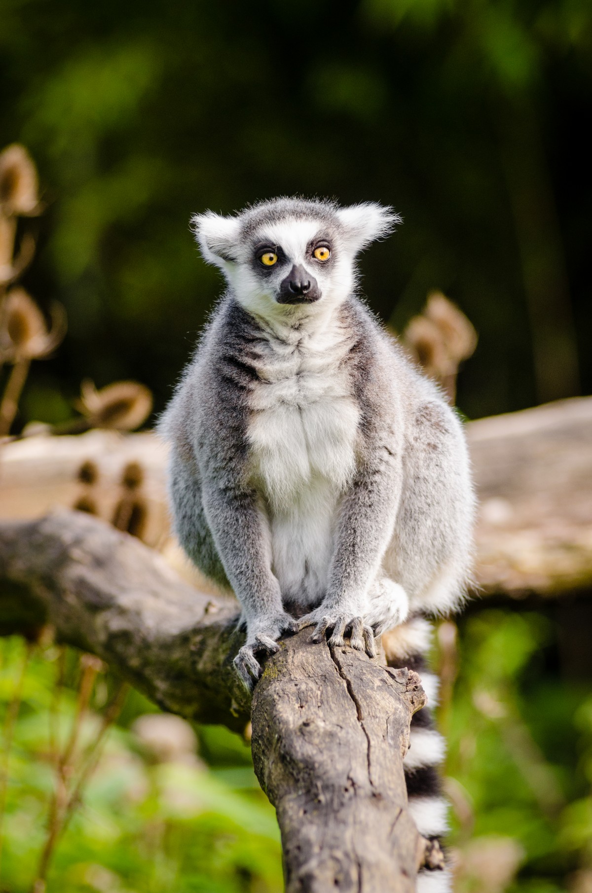 strom, príroda, bokeh, krúžok, chodidlá, zviera, roztomilý, zver a rastlinstvo, zoologická záhrada, kožušina, cicavec, nikon, fauna, primát, oči, ruky, zver, madagaskar, stavovcov, stupeň, klesol, augen, baum, rozkošný, lemur, D7000, Niedl, tailed, kata, katta, tierpart, madagaskar, vačkovec, poistka, gr n, h NDE, sus