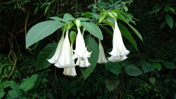 plante,feuille,fleur,vert,botanique,flore