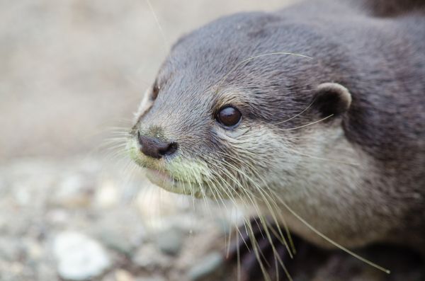 wildlife,mammal,fauna,whiskers,snout,close up