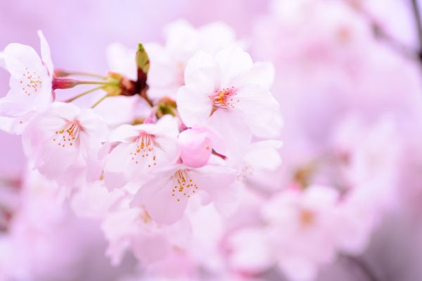 paisaje,rama,flor,planta,flor,pétalo