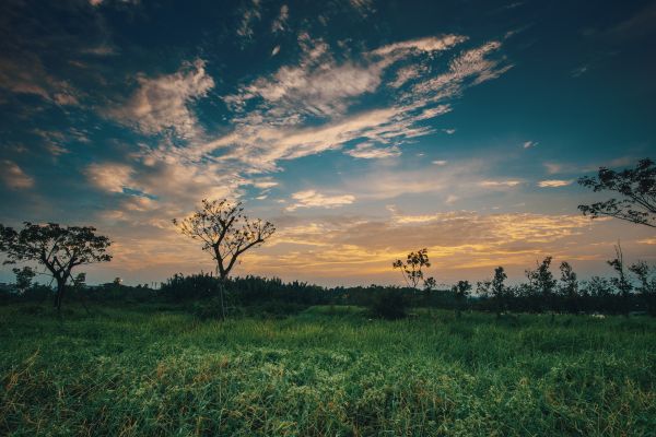 Himmel, natürliche Landschaft, Natur, Wiese, Baum, Wolke