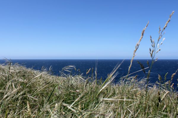 ビーチ, 風景, 海, 海岸, 自然, 草