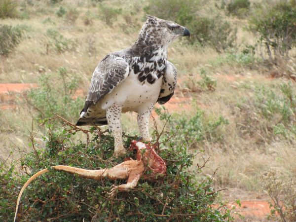 fugl,dyreliv,næb,fauna,Afrika,raptor