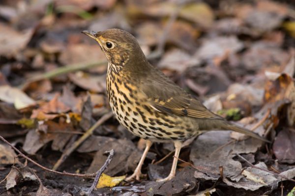 Příroda,pták,zvěř a rostlinstvo,červenka,fauna,Nikon