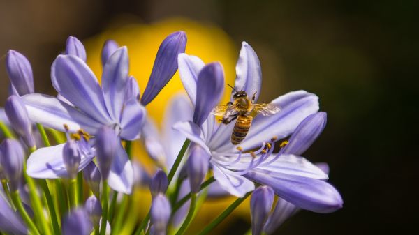 naturaleza,planta,flor,flor,púrpura,pétalo