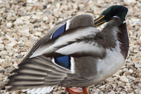 Natur, Vogel, Flügel, Tier, Tierwelt, wild