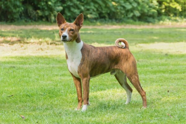 cane,animale,animale domestico,mammifero,cane da caccia,cani