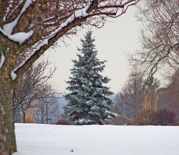 Baum,Ast,Schnee,Winter,Pflanze,Frost