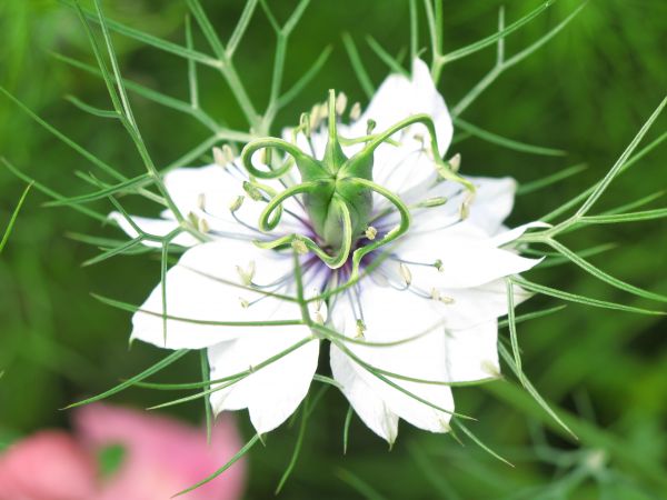 herbe, plante, blanc, Prairie, fleur, haute