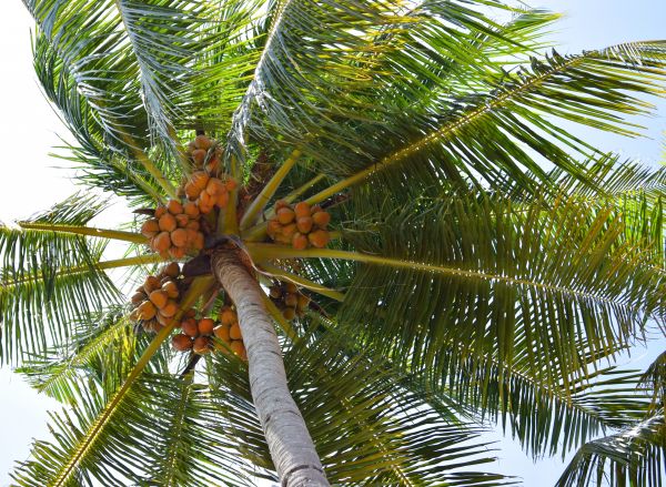 arbre, la nature, branche, plante, fruit, feuille