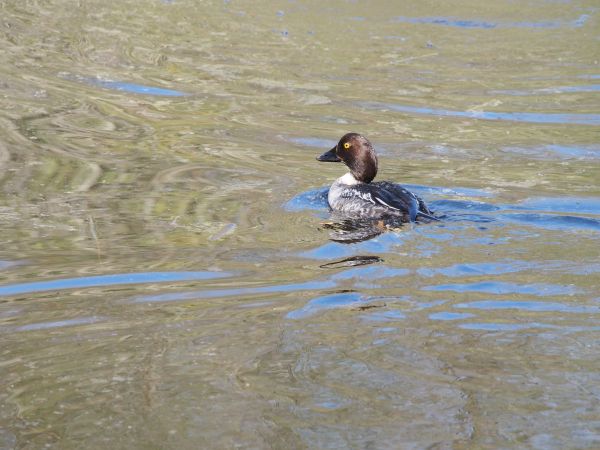 sea,water,bird,wildlife,fauna,duck