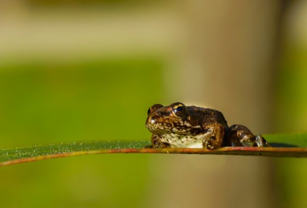 natuur,foto,wildlife,groen,macro,kikker