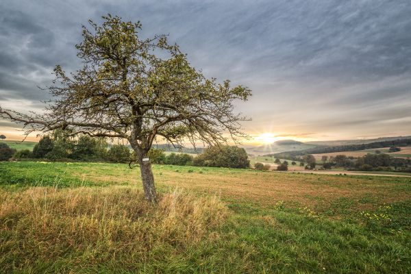 paisaje,árbol,naturaleza,césped,planta,cielo