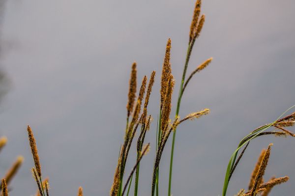 вода,природа,трева,клон,растение,поле