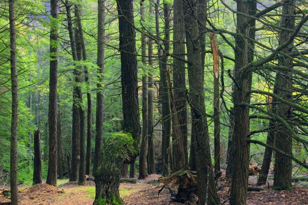 tre,natur,skog,villmark,gren,anlegg