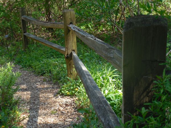 poster, planche, arbre, chemin, de plein air, clôture