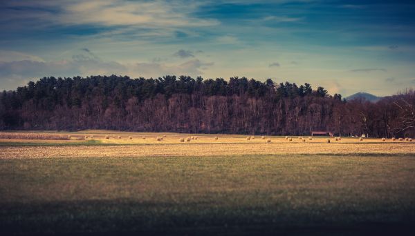 landskab, træ, natur, græs, horisont, ødemark