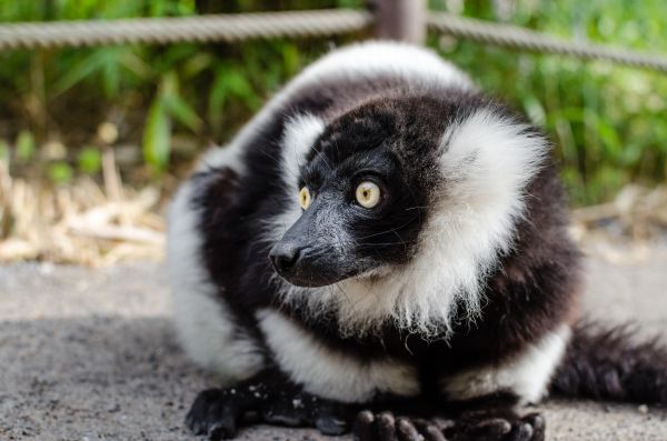 putih, hewan, margasatwa, kebun binatang, binatang menyusui, hitam