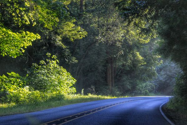 paisaje,árbol,naturaleza,bosque,césped,camino