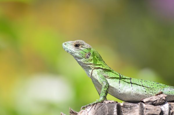 natureza, ramo, animais selvagens, verde, réptil, grama