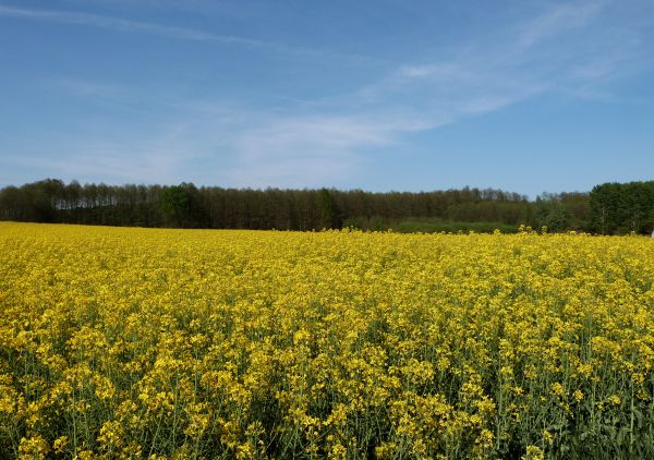 paesaggio, fiorire, pianta, campo, prato, prateria