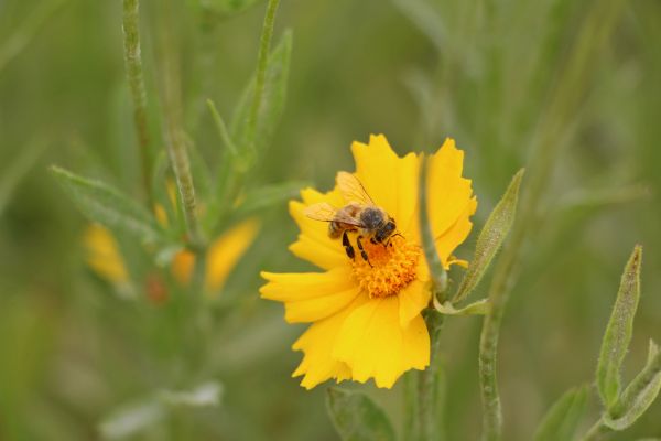 természet, növény, rét, virág, pollen, préri