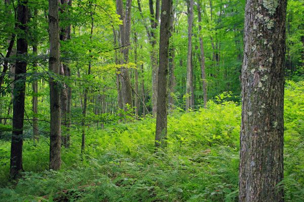 arbre, la nature, forêt, région sauvage, plante, randonnée