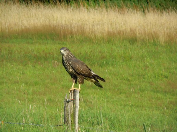 madár,préri,vadvilág,csőr,fauna,ragadozó madár