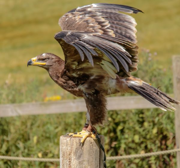 la nature,oiseau,aile,faune,le bec,aigle