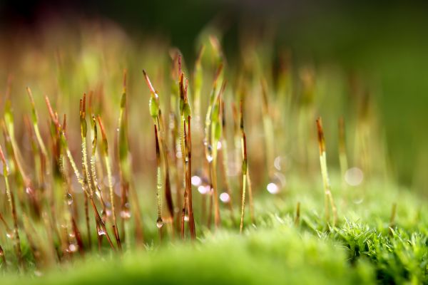 Natur, Gras, Ast, Tau, Licht, Pflanze