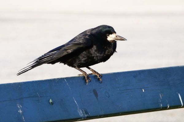 Natura, ptak, skrzydło, zwierzę, na wolnym powietrzu, latać