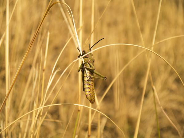 natură, iarbă, camp, luncă, prerie, grâu