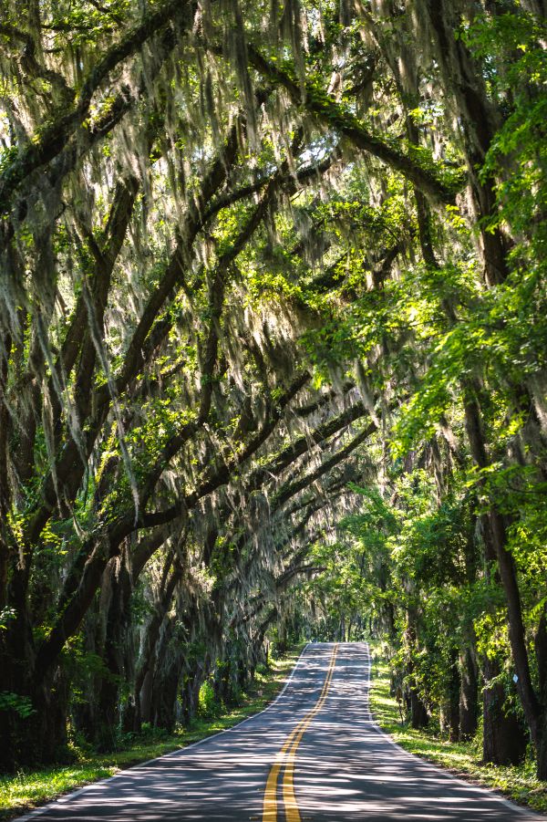 landscape, tree, nature, forest, path, pathway