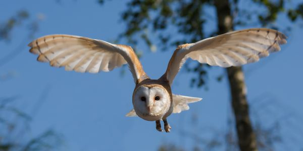 naturaleza,pájaro,ala,mosca,nieve,invierno