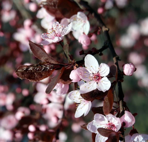 Baum, Ast, blühen, Pflanze, Frucht, Blatt