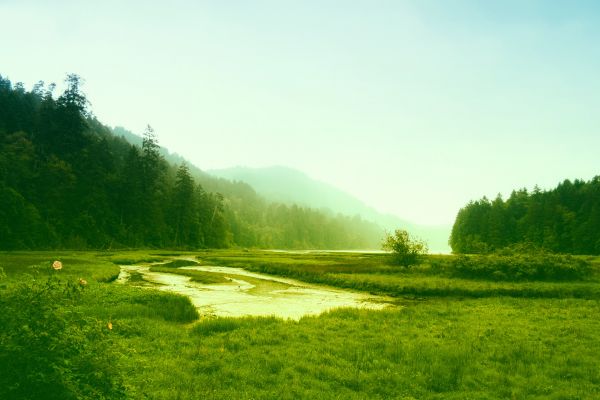 пейзаж, дерево, природа, лес, трава, воды