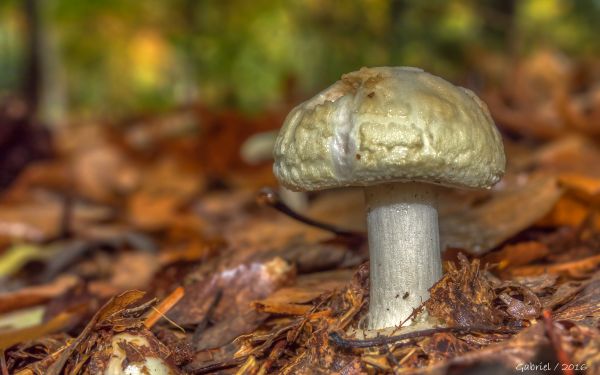 natur, Skov, efterår, jord, champignon, makro