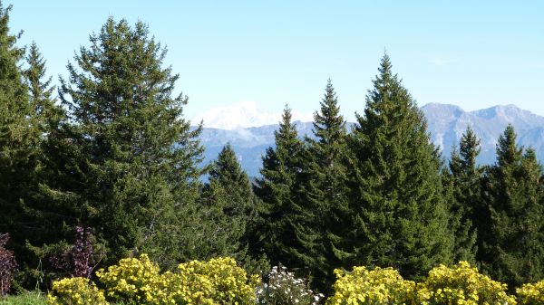 paesaggio, albero, natura, foresta, natura selvaggia, montagna