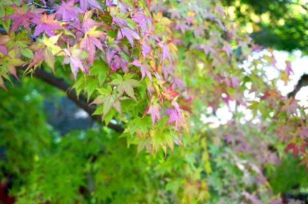 árbol, naturaleza, rama, flor, planta, prado