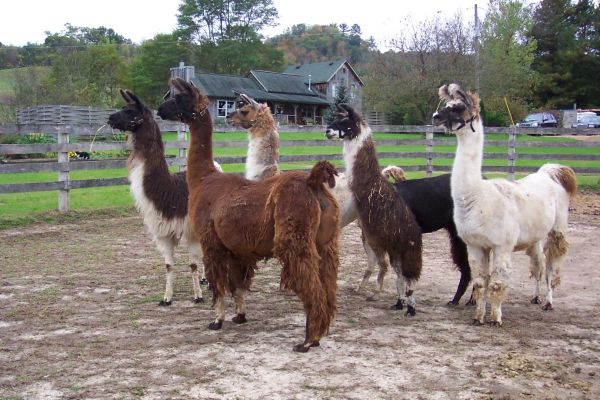 cabelo,pele,animais selvagens,rebanho,fofo,pasto