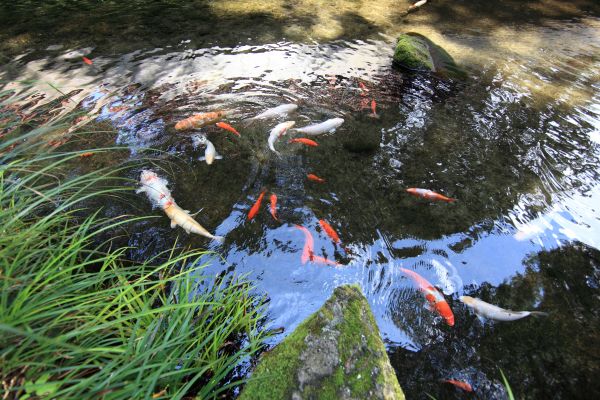 stagno,pesce,primavera,alto,sport estremo,santuario