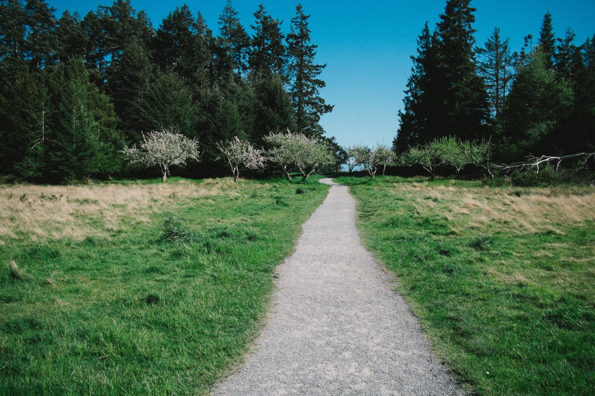 landskap, tre, sti, pathway, gress, utendørs, sti, felt, gård, plen, eng, prærie, høyde, grusvei, beitemark, jord, møne, Grovfôr, busk, skog, habitat, økosystem, landlig område, naturlige omgivelser, land mye