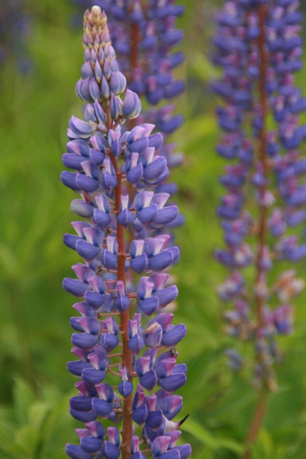 bloesem, fabriek, bloem, Purper, wild, plantkunde